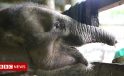 Baby elephant dies after losing half its trunk in poacher’s trap