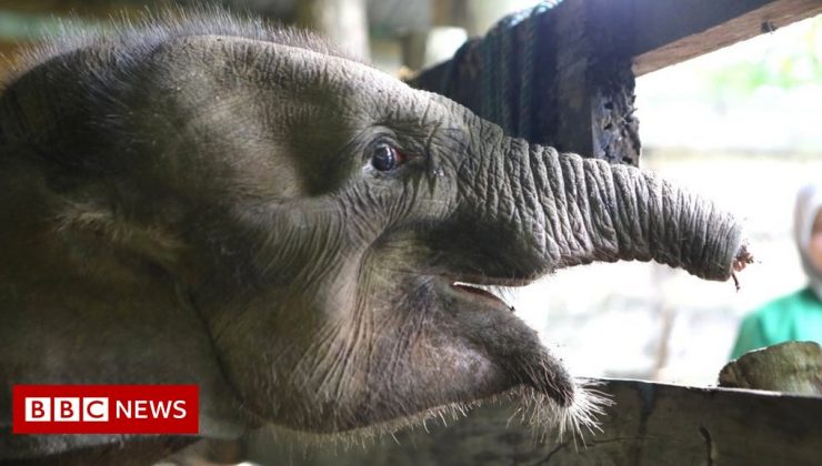 Baby elephant dies after losing half its trunk in poacher’s trap